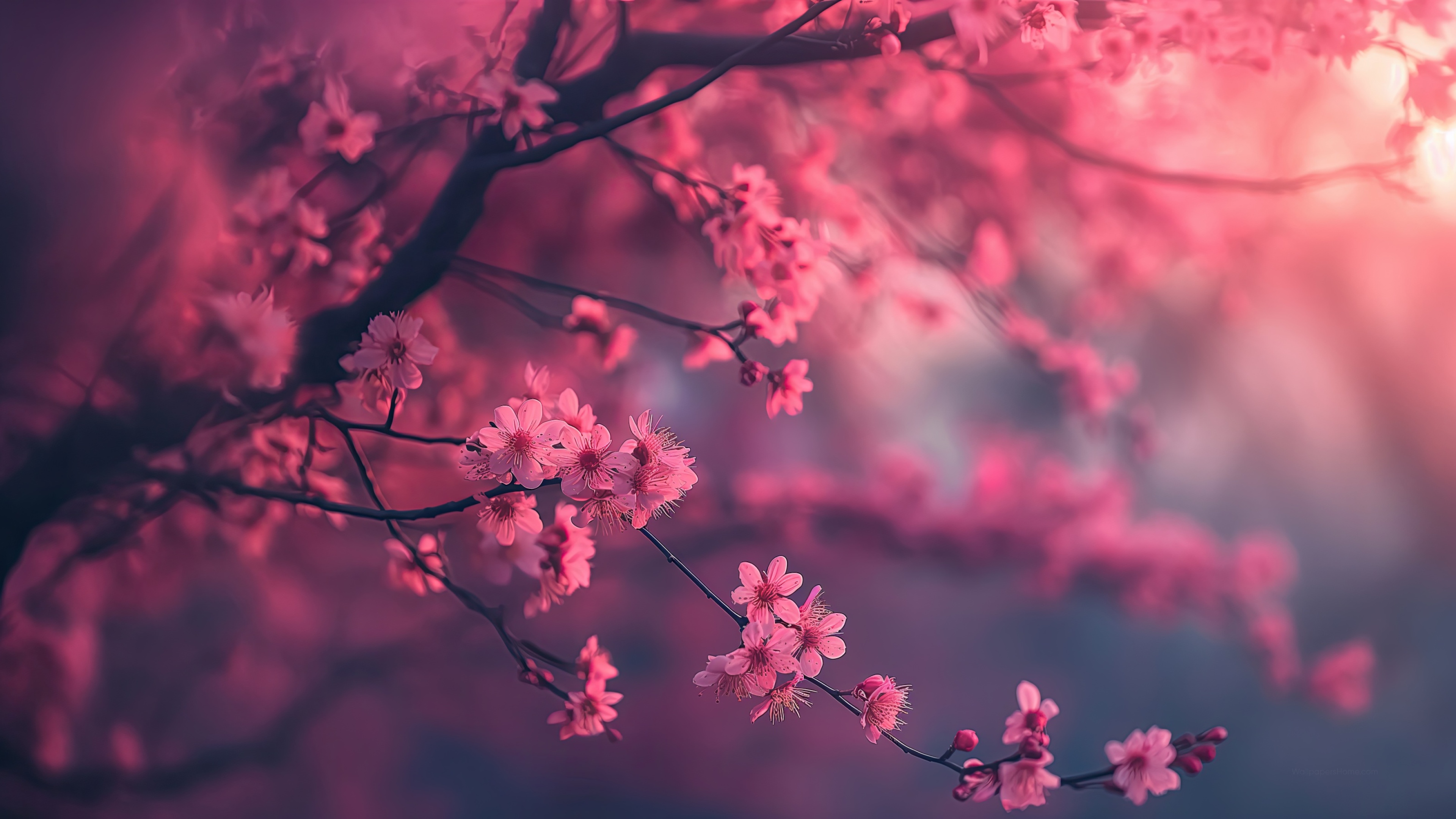 Zen Background